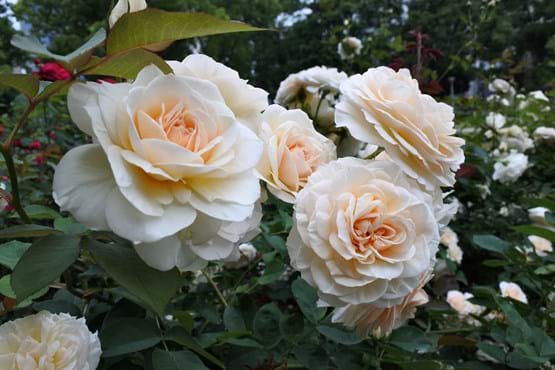 white peach roses in a rose garden