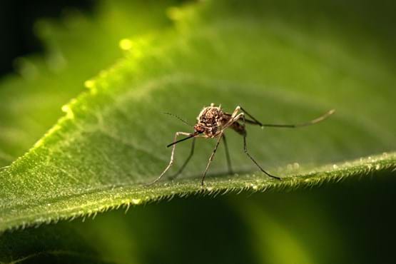 mosquito on a green leaf