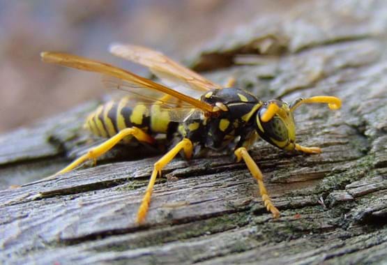 Yellowjacket