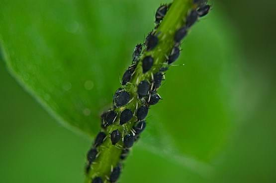 Aphids