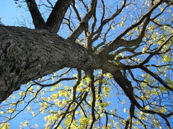 Catalpa