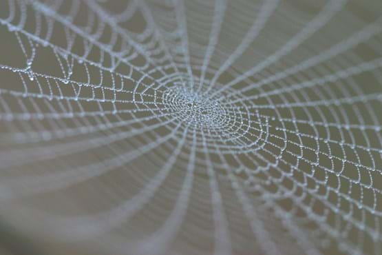 Spiderweb