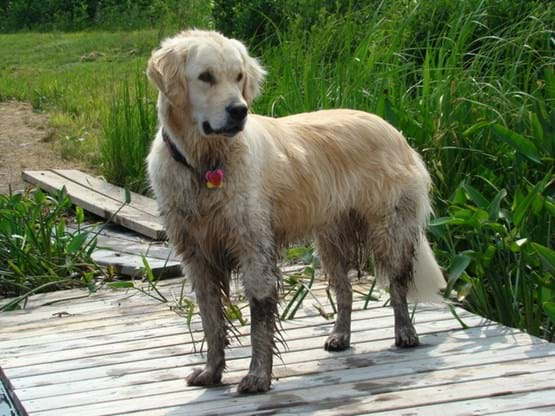 Muddy Dog