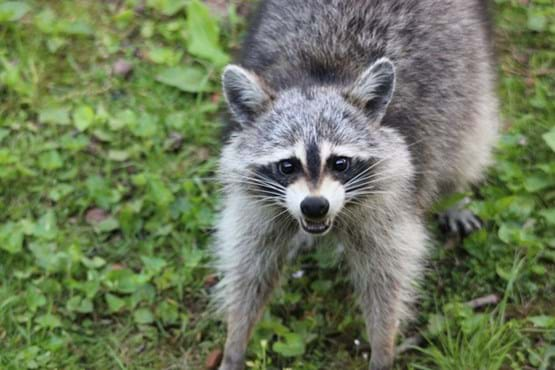 Raccoon