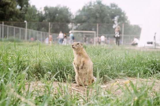 gopher in grass with kids in background