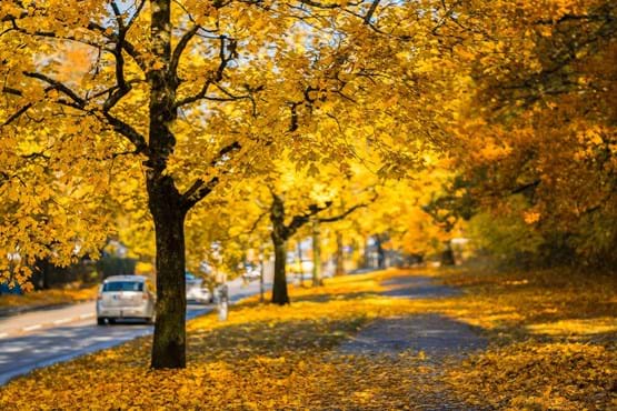 Street with falling leaves in Autumn