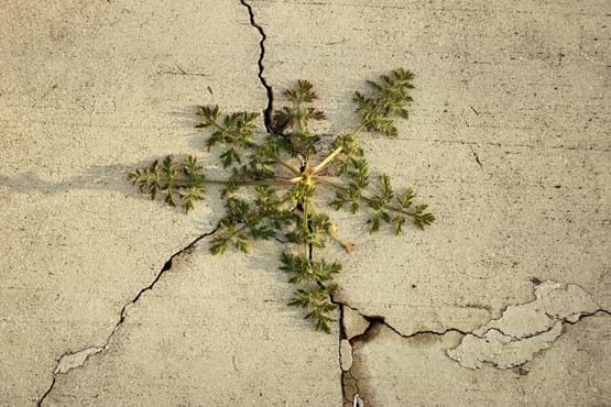 Weed breaks through a sidewalk