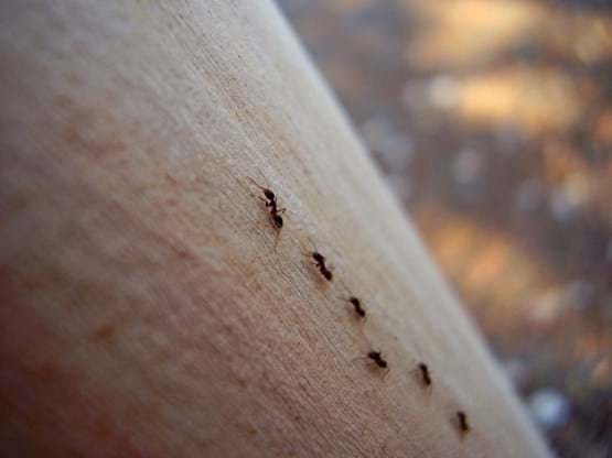 Ants