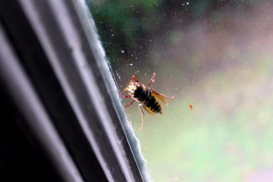 Wasp behind a window
